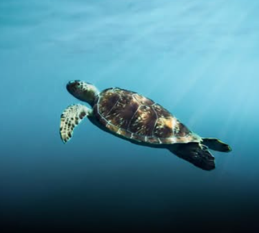 Dimanche : Les Incontournables de la grande terre