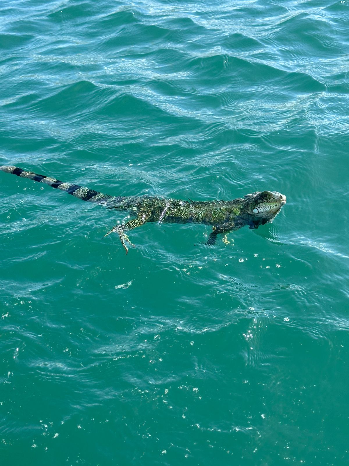 Grand Cul de Sac Marin