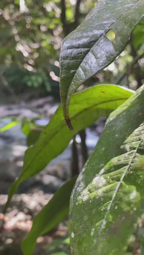 Pack Secrets de la Côte Sous-le-Vent
